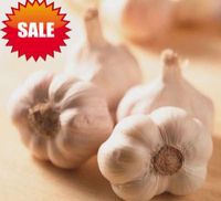 Milky White Fresh Big Garlic