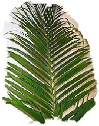 Areca Leaf