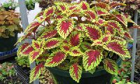 coleus plant