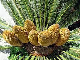 Cycad seeds