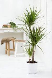 Indoor Plants