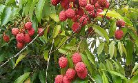 Litchi Plants