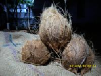 Dehusked Coconut