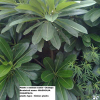 Champa Plants