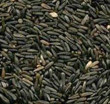 Niger Seeds