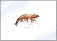 White Prawn Penaeus Indicus