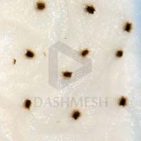 Seed Germination Filter Paper