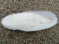 Cuttlefish Bone