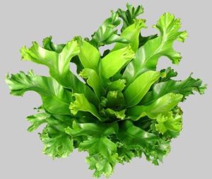 Asplenium Antiquum