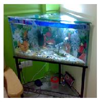 Corner Aquarium