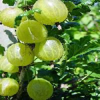 Amla Extract