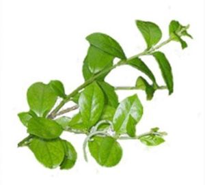 Gymnema Sylvestre