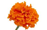 Marigold Flowers