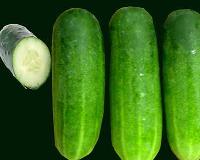 Fresh Cucumber