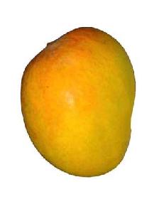 Fresh Mango