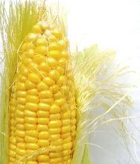 Corn Cob