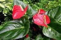 Anthuriums