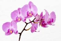 orchids