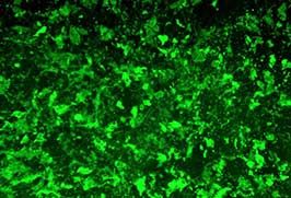 Cell Type Specific Assays