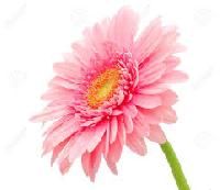 Gerbera