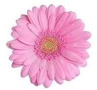 Pink Gerbera Flower