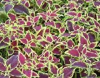 Coleus Extract