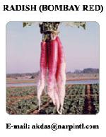 radish half red {khasi-katta gujrati red}