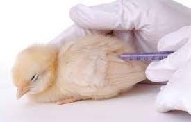 Poultry Vaccine