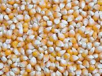 Maize Seeds