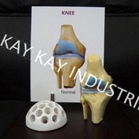Normal Knee Joint Model with Pen Stand