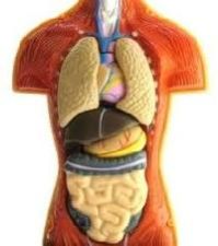 fibrodel anatomy models