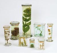 botanical specimens