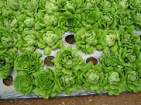 Fresh Lettuce