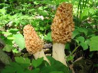 Morchella Esculenta