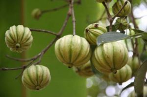 Garcinia Cambogia