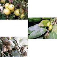 Triphala Fruits