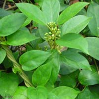 Gymnema Sylvestre