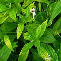 Andrographis Paniculata