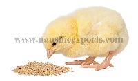 Poultry Feed