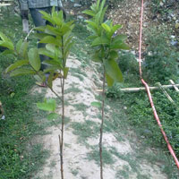 grafted guava plant