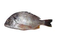 Black Sea Bream Fish