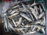 Dried Fish