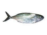 Indian Mackerel Fish