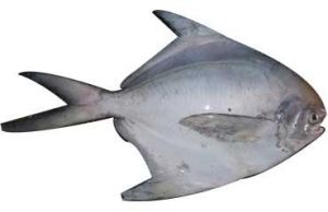 Silver Pomfret Fish