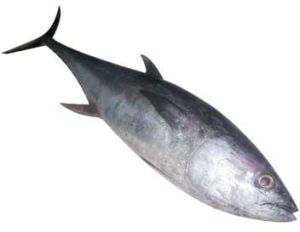 Tuna Fish