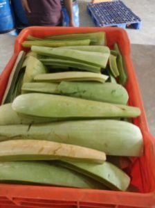 Aloe Vera Leaves