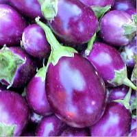 Fresh Brinjal