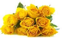 Yellow Rose