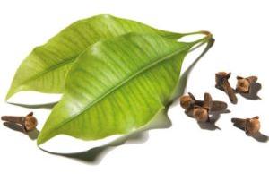 Clove Leaf Oil