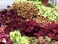 coleus plants